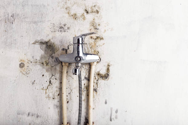 Best Best Mold Removal Companies  in White Oak, TX