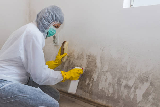 Best Attic Mold Removal  in White Oak, TX