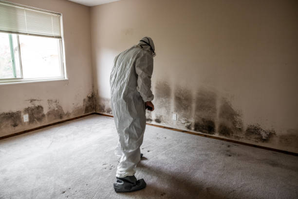Best Certified Mold Removal  in White Oak, TX