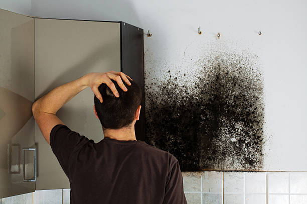 Best Commercial Mold Removal  in White Oak, TX