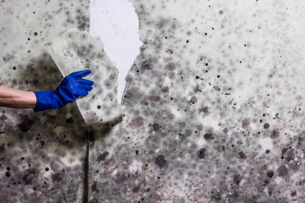 Best Mold Damage Repair  in White Oak, TX