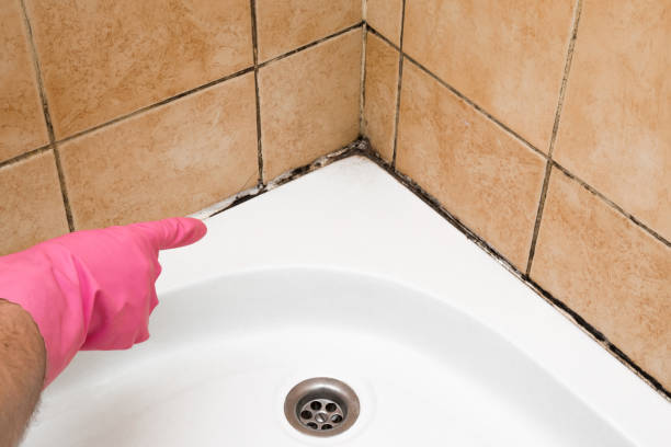 Mold Testing and Removal in White Oak, TX